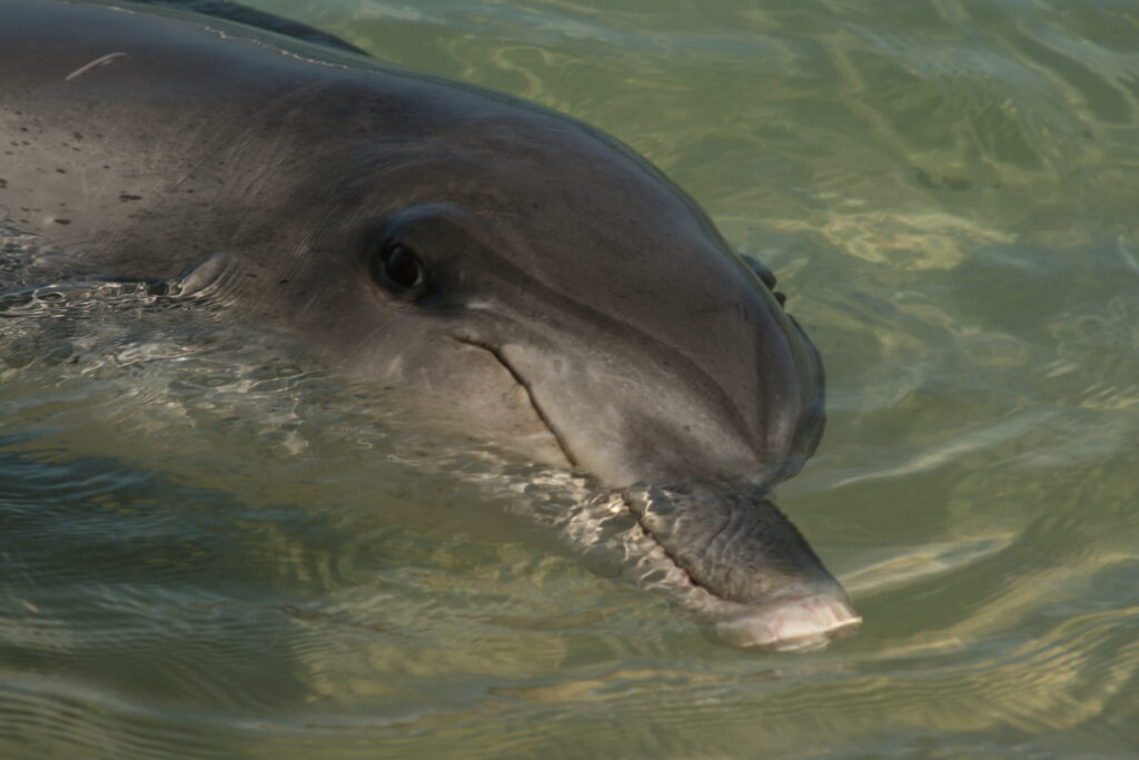 lachender delfin