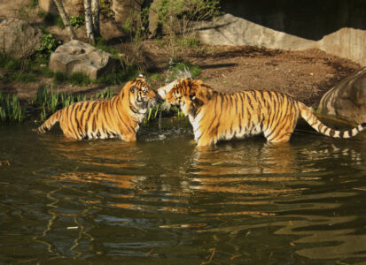zwei Tiger