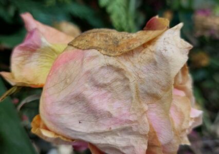 verwelkte Rose